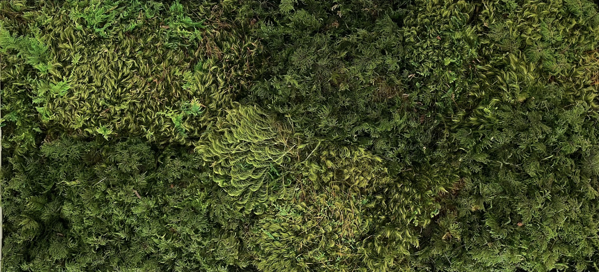 mix natural jungle - fern & hair moss